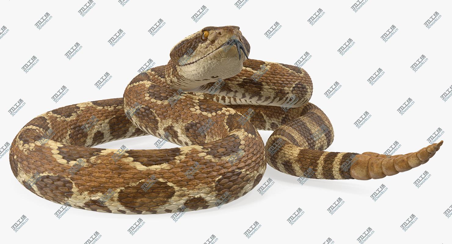 images/goods_img/202104023/Rattlesnake Rigged 3D model/2.jpg